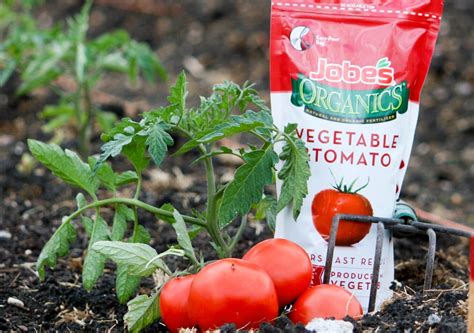 Best Organic Fertilizer For Tomato Plants at Thomas Castillo blog