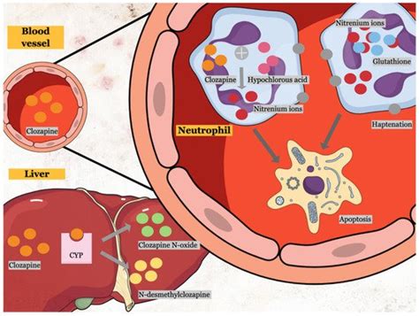 The Mechanisms of Clozapine-Induced Neutropenia | Encyclopedia MDPI