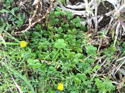 What Spray Kills Oxalis at Lucinda Pell blog