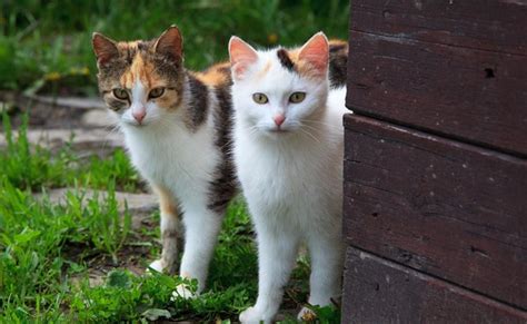International Cat Day 2023: आज है अंतरराष्ट्रीय बिल्ली दिवस, जानिए ...