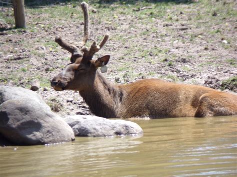 Menominee Park Zoo in Oshkosh 7/14/2019