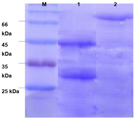 Purification and Characterization of Strong Simultaneous Enzyme ...