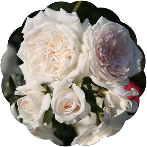 Buy Stargazer Perennials Honeymoon Arborose Climbing Rose Bush Repeat ...