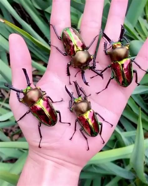 The Rainbow Stag Beetle is the largest species of stag beetle in ...