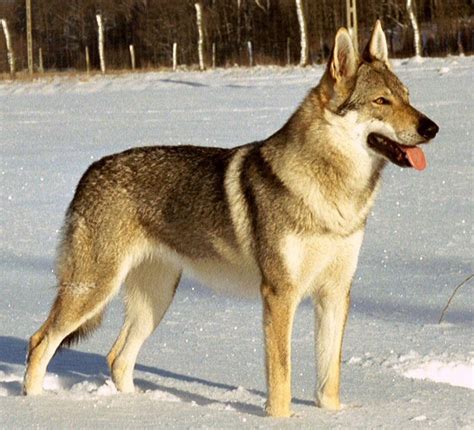 Czechoslovakian Wolfdog vs Bully Kutta - Breed Comparison