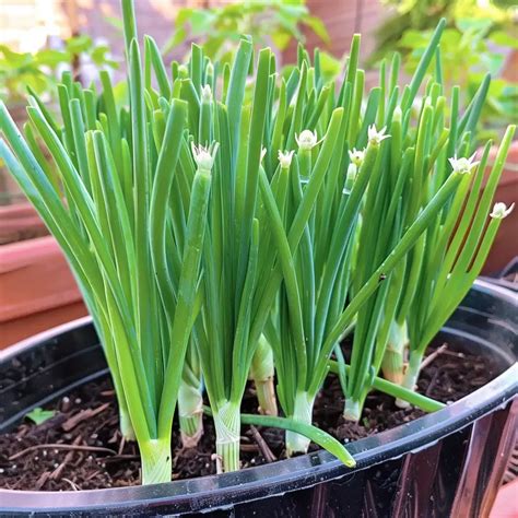 Grow green onions at home a simple container gardening guide – Artofit