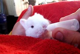 Image result for Bunny Drinking Tea