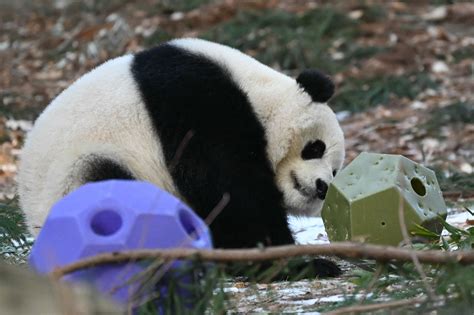 Image result for Panda Mod