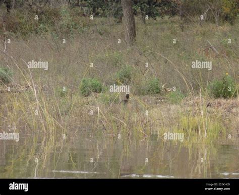 Giant Wood-Rail (Aramides ypecaha Stock Photo - Alamy
