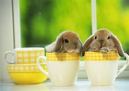 Image result for Cute Bunny Desktop Wallpapers