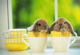 Image result for Super Cute Baby Bunny Wallpaper