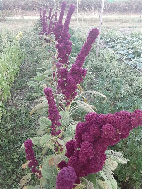 Elephant Head Amaranth