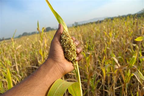 Odisha's Landrace Initiative: Integrating Traditional Seeds into Formal ...