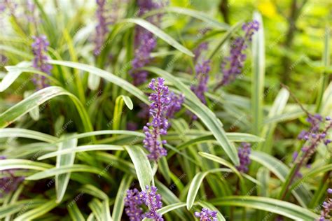 Premium Photo | Liriope muscari plant lily turf flowers