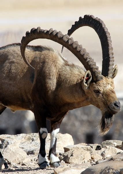 Image result for Ibex Module Video Live