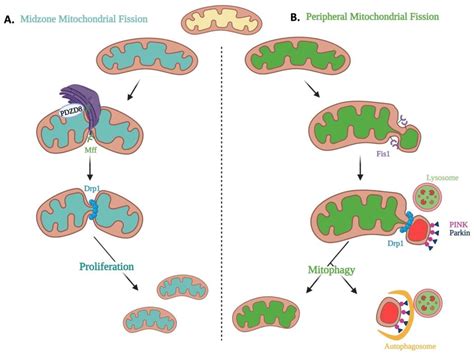 The Role of Mitochondrial Dynamics and Mitotic Fission in Regulating ...
