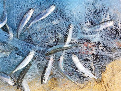 Image result for Netting Fast Fish Between Tanks