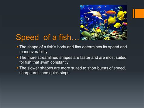 Image result for Fish Speed Graph