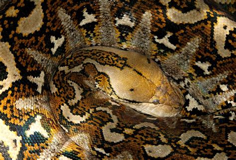 Giant Reticulated Python 的图像结果