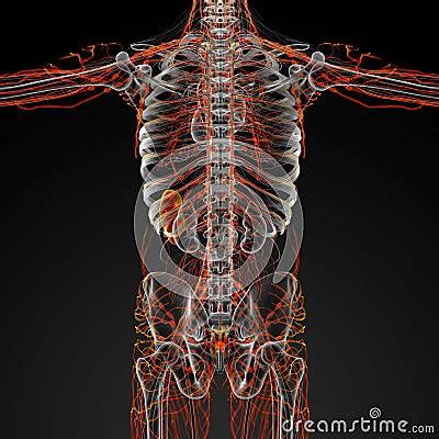 Image result for Animation On Lymphatic System