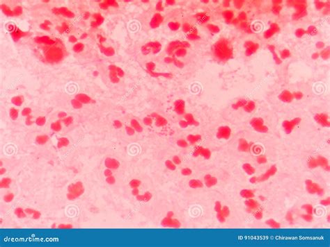 Gram Negative Diplococci Intracellular Stock Image - Image of ...