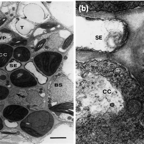 Phloem Loading a Level 的图像结果