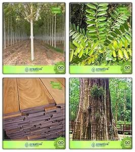 Creative Farmer Tree Seeds For Garden Mangium,Simarouba Glauca(Paradise ...