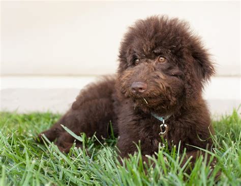 Image result for Labradoodle