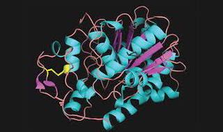 Enzymes act as catalyst in biological reactions and speed up the rate ...