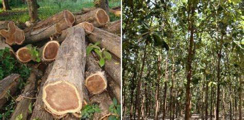 Transforming Teak Planting Practices in India UPSC