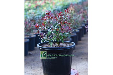 Best Nursery In Kadiyam -Sri Satyanarayana Nursery