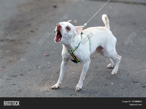 Little White Barking Image & Photo (Free Trial) | Bigstock