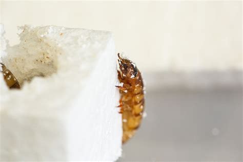 How To Get Rid Of Mealworm Beetles