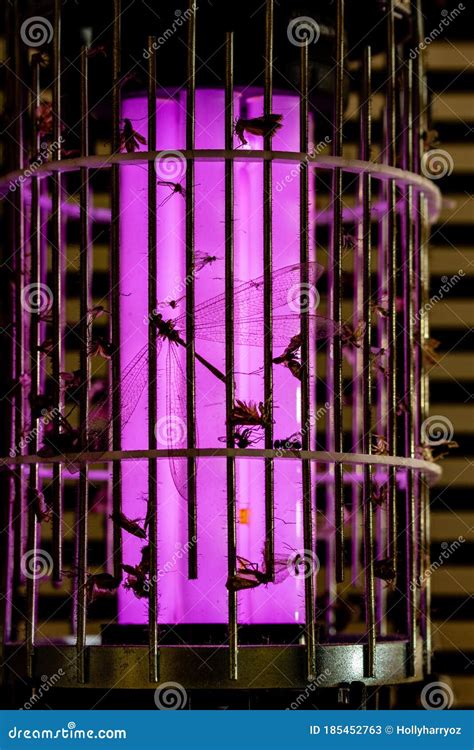 Dead Insects Captured on Mosquito Fly Trap, Silhouetted by the Traps UV Ultraviolet Light ...