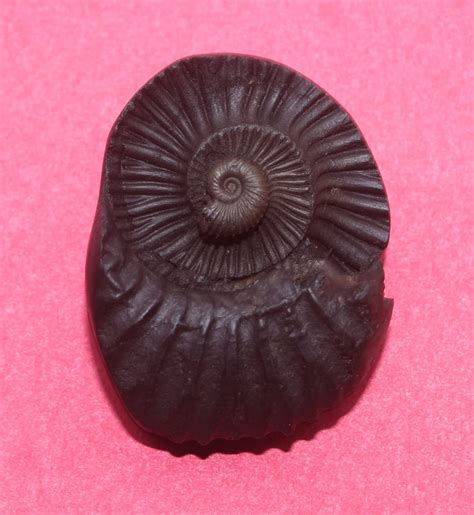 Buy GangTarang Sudarshan Shaligram | Nepal Gandaki River Chakra ...