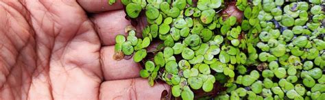 Live Giant Duckweed Plants (Pack of 1000+) for Aquarium, Ponds ...
