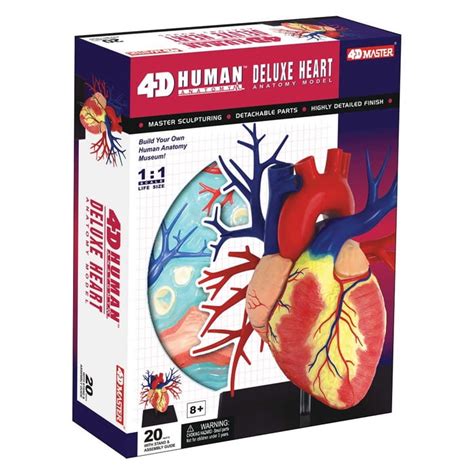 Buy 4D Human Deluxe Heart Anatomy Model Online India | Ubuy