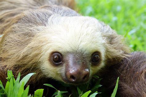 Sloth Sanctuary of Costa Rica holiday accommodation from AU$ 120/night ...