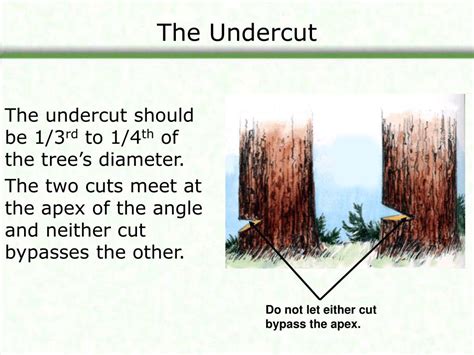 Image result for Felling Tree Undercut