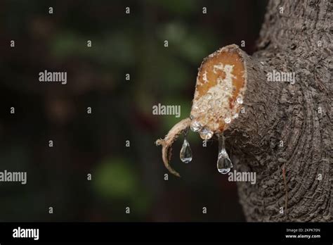 Image result for Exploding SAP Tree