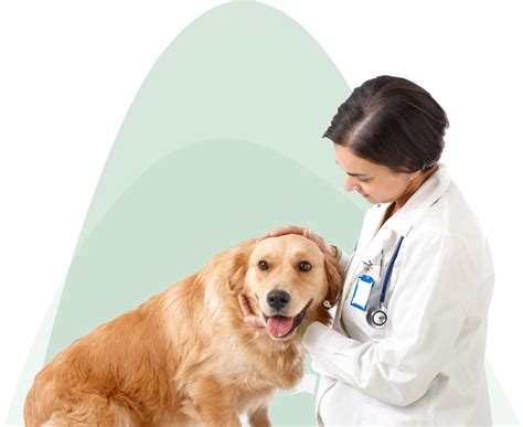 Vet Nurses Apply Here in North Las Vegas, NV | Ann Road Animal Hospital