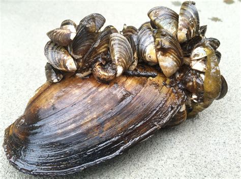 Zebra Mussels In Spanish at Michael Harbour blog - natural predators of zebra mussels
