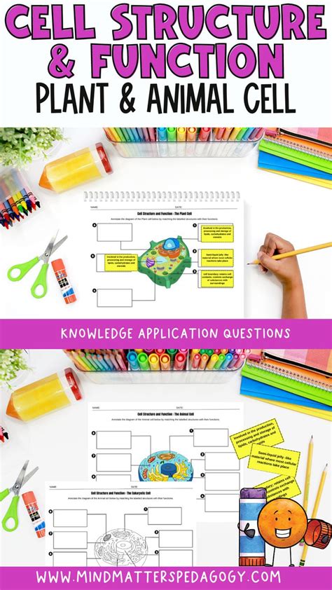 Cell Structure and Function Worksheet 的图像结果