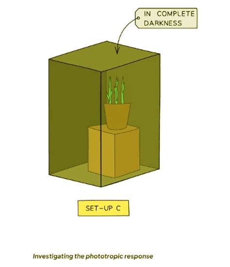 Tropisms - Biology for GCSE/IGCSE - Class 10 PDF Download