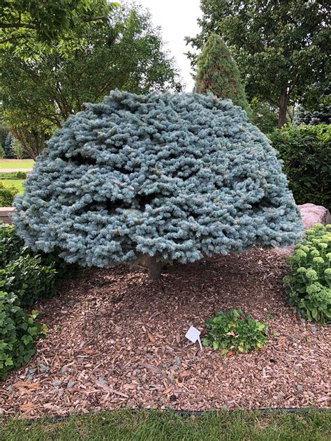 Globe Blue Spruce Patio Tree
