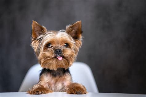 Full Grown Yorkie Terrier