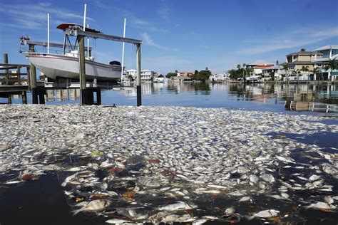 A red tide of toxic algae is killing fish along the Florida coast - Vox