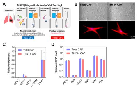 Identification and Characterization of Cancer-Associated Fibroblast ...