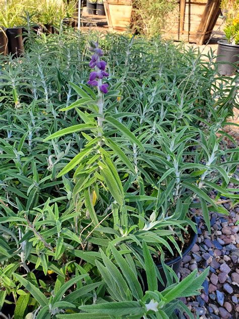 MEXICAN BUSH SAGE (Salvia leucantha) - Treeland Nurseries