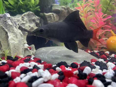 Red Tail Shark - Aqua Heaven